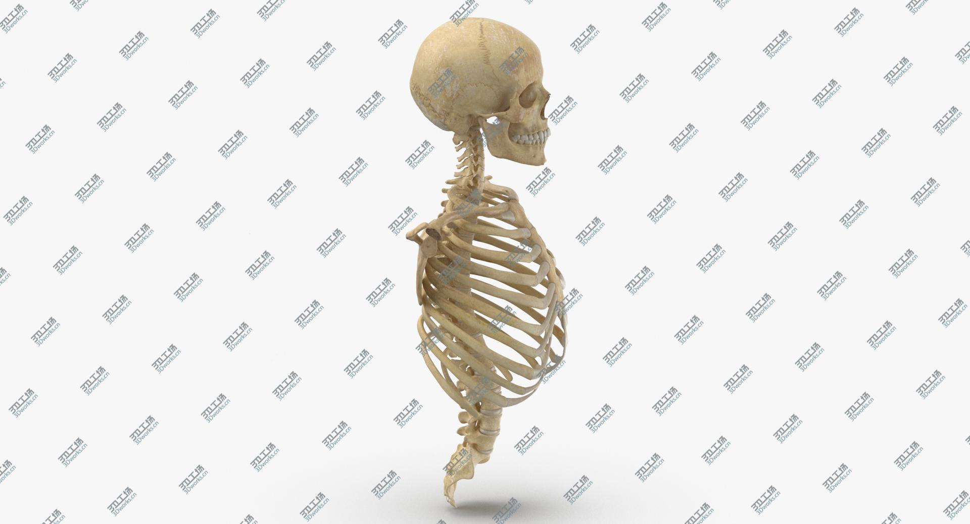 images/goods_img/202104022/Human Rib Cage Spine Female Skull Calvicle and Scapula Bones With Intervertibral Disks Anatomy 01 3D model/4.jpg
